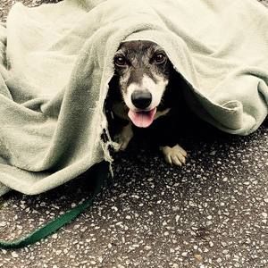 Meet your Posher, Diana